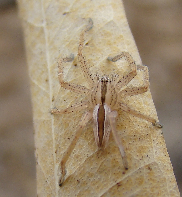 Aranha-trepadora-de-patas-rosadas // Spider (Micrommata ligurina)