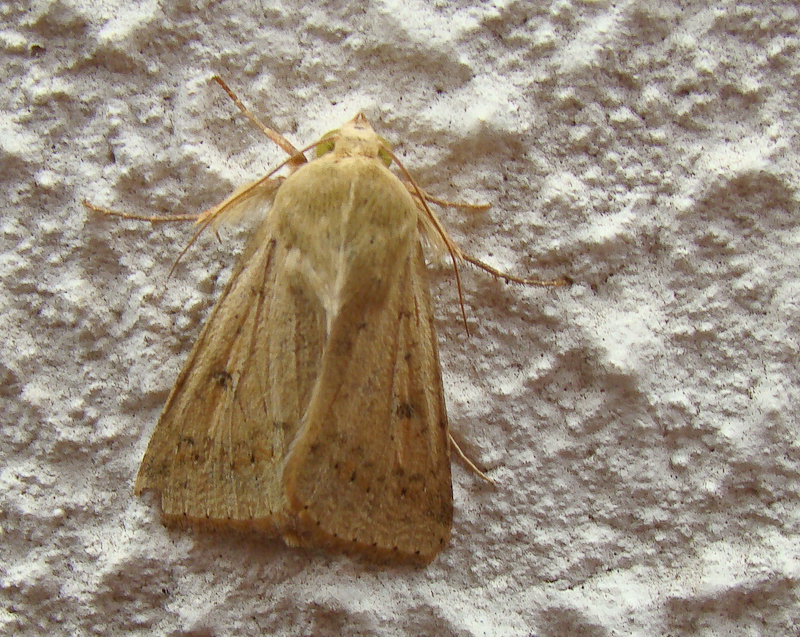 Borboleta Nocturna // Cotton Bollworm (Helicoverpa armigera)