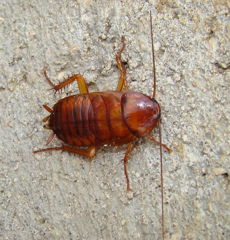 Barata Americana // American Cockroach (Periplaneta americana)