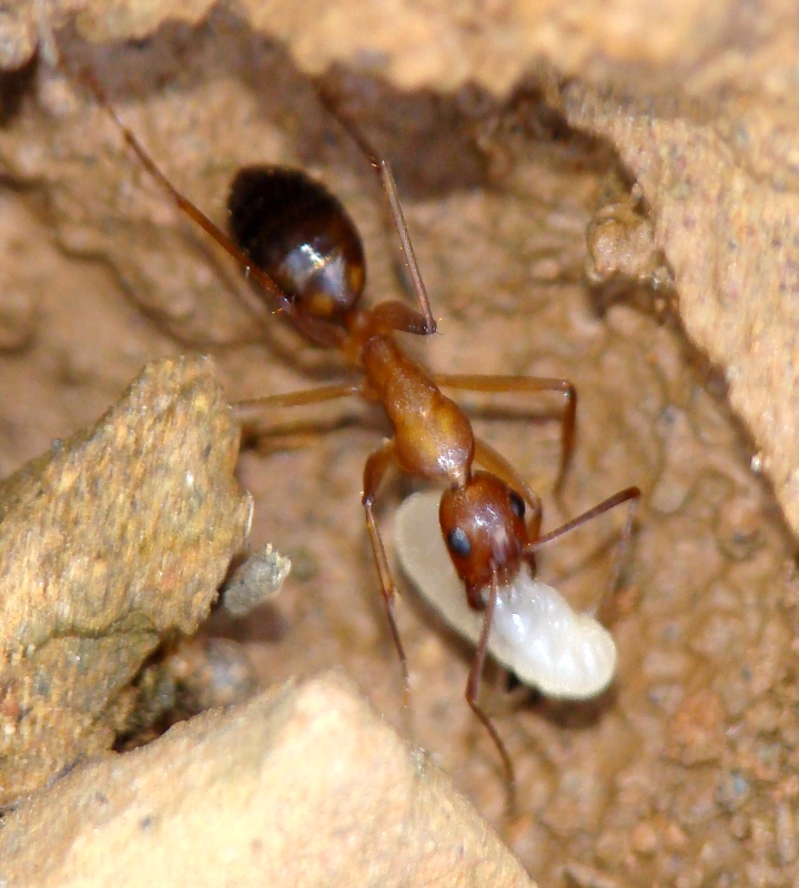 Formiga // Ant (Camponotus barbaricus)