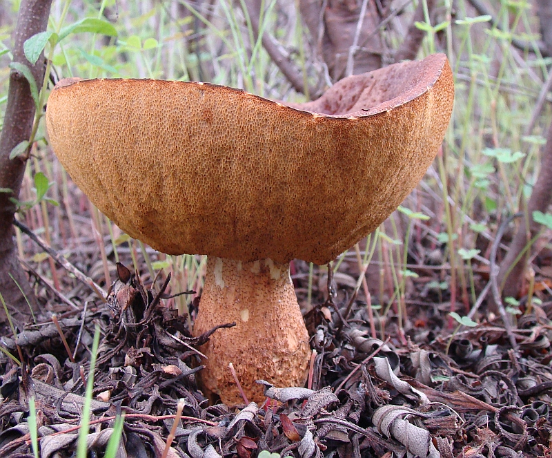 Cogumelo // Mushroom (Leccinum corsicum)