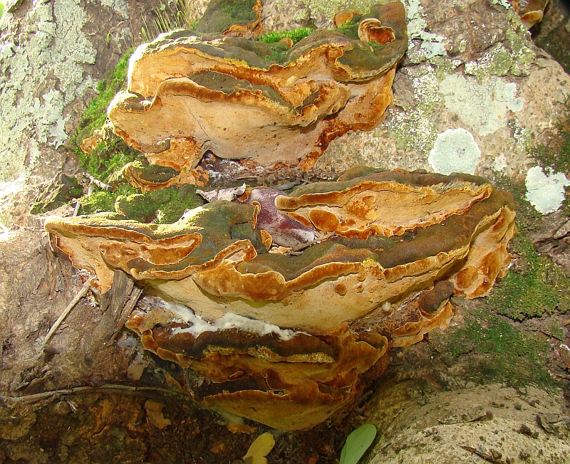 Cogumelos // Mushrooms (Phellinus torulosus)