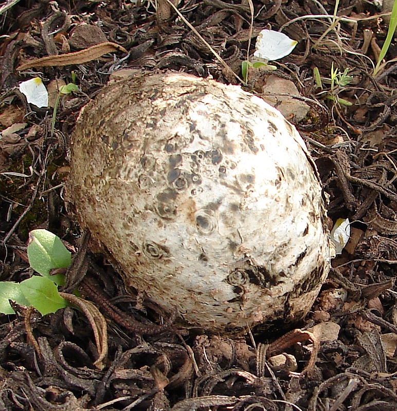 Cogumelo // Mushroom (Calvatia cf. cyathiformis)