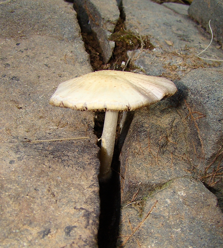 Cogumelo // Mushroom (Pluteus sp.)