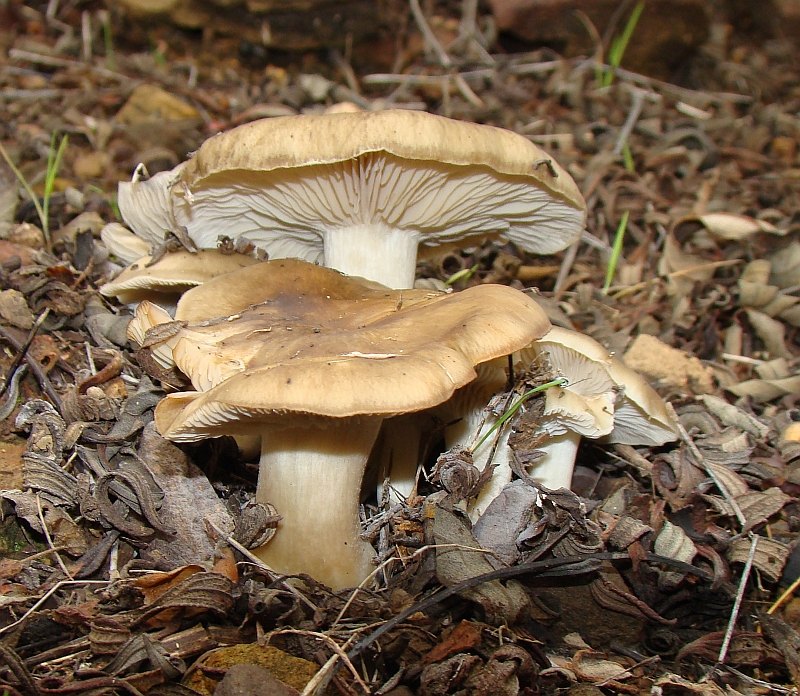 Cogumelos // Mushrooms (Lyophyllum decastes)