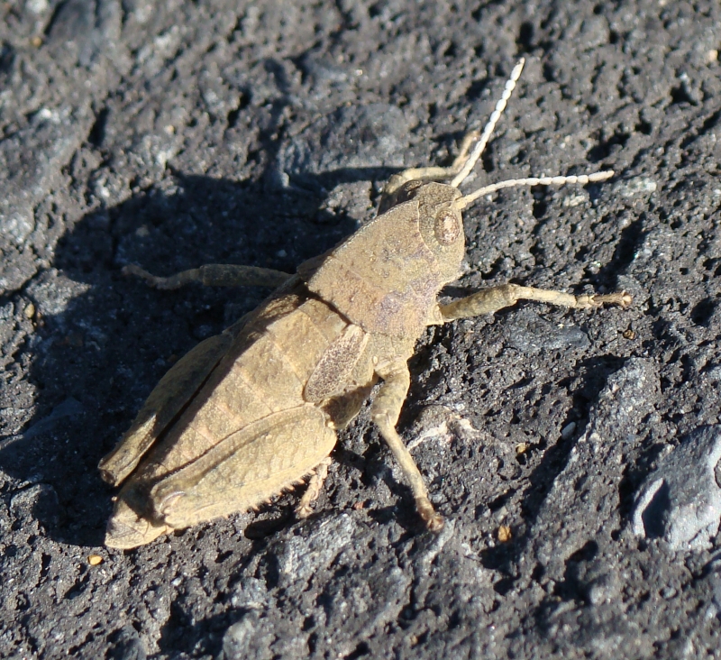 Gafanhoto // Grasshopper (Ocnerodes fallaciosus)