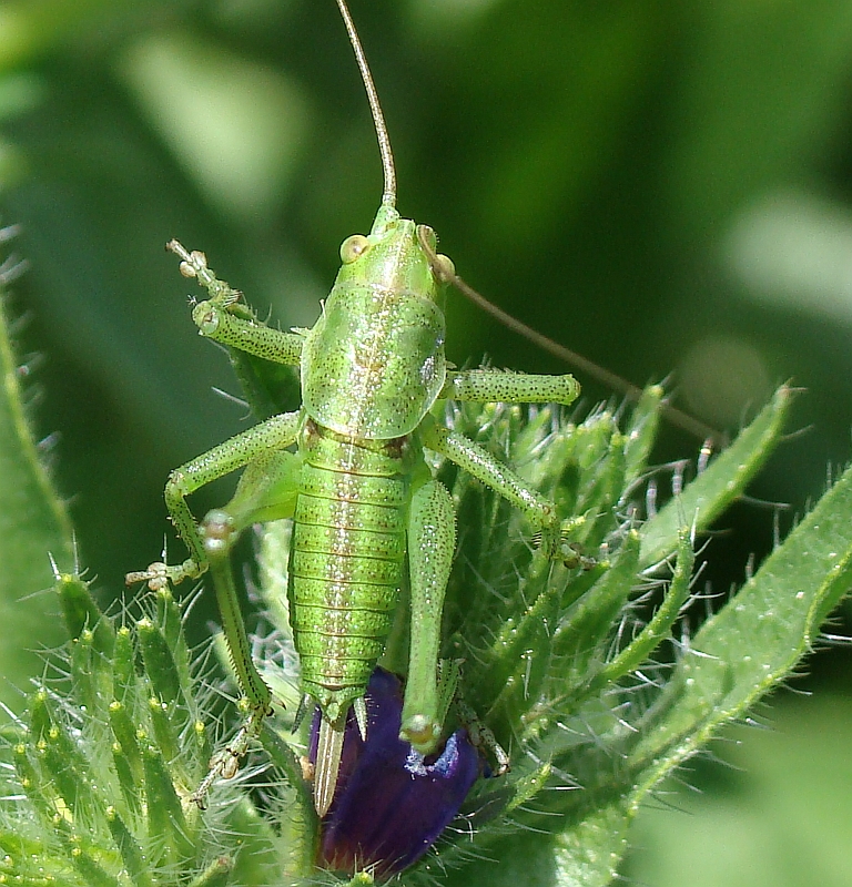 Gafanhoto // Great Green Bush-cricket (Tettigonia viridissima)
