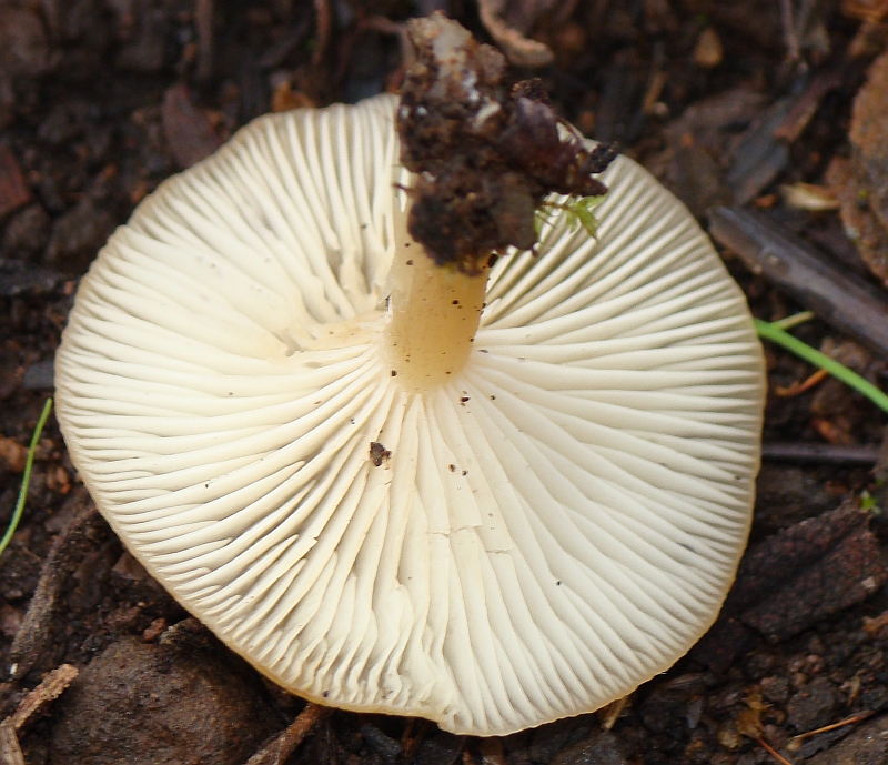Cogumelos // Mushrooms (Clitocybe sp.)
