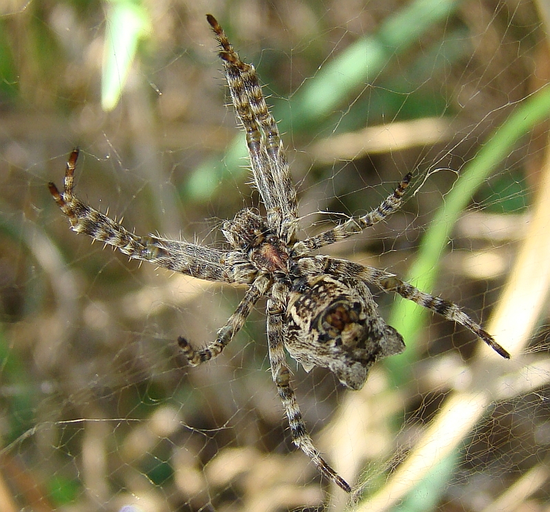 Aranha da famlia Araneidae // Tent Web Spider (Cyrtophora citricola), female