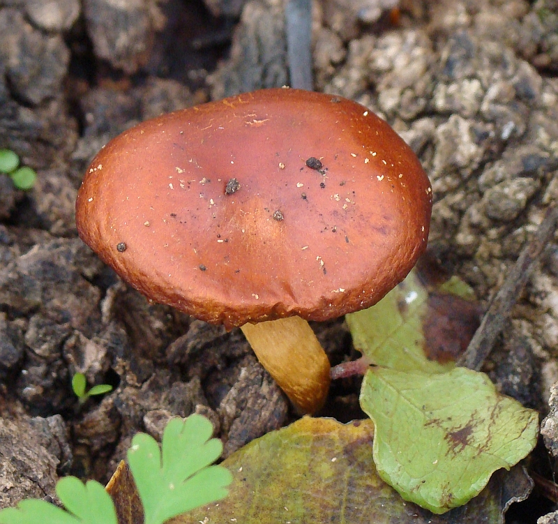 Cogumelo // Mushroom (Omphalotus sp.)