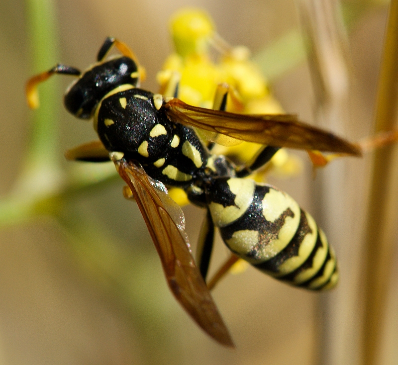 Vespa // Wasp (Polistes gallicus), male