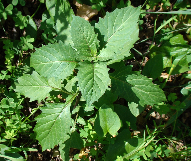 Erva-moura // Deadly Nightshade (Solanum nigrum)