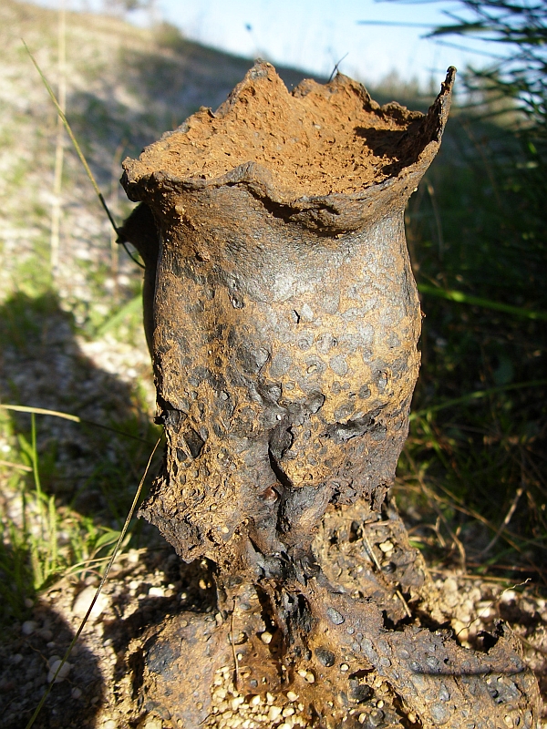 Cogumelo // Bohemian Truffle (Pisolithus tinctorius)