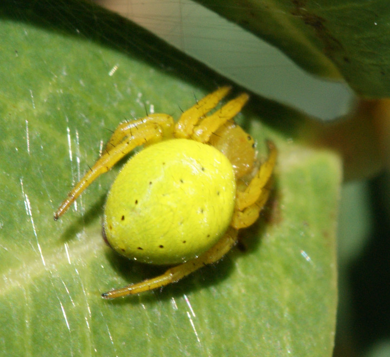 Aranha da famlia Araneidae // Cucumber Spider (Araniella cucurbitina), female