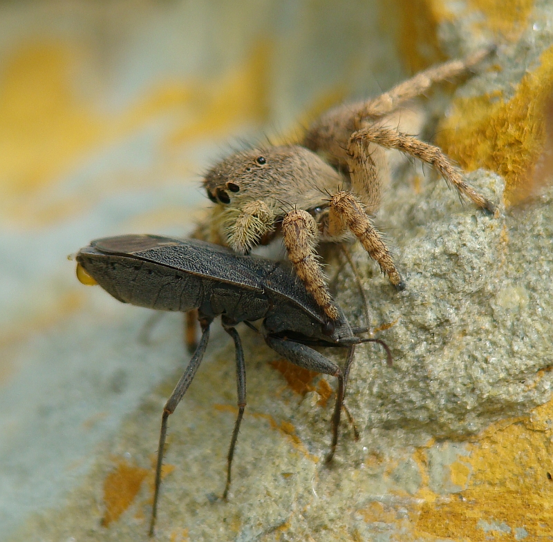 Aranha da famlia Salticidae // Jumping Spider (Aelurillus sp.)