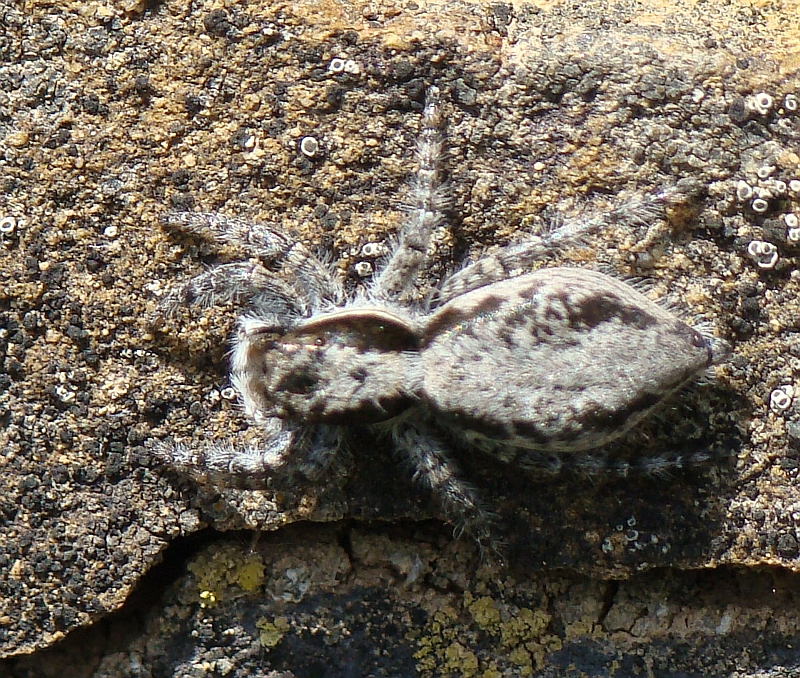 Aranha da famlia Salticidae // Common House Jumper (Menemerus bivittatus), female