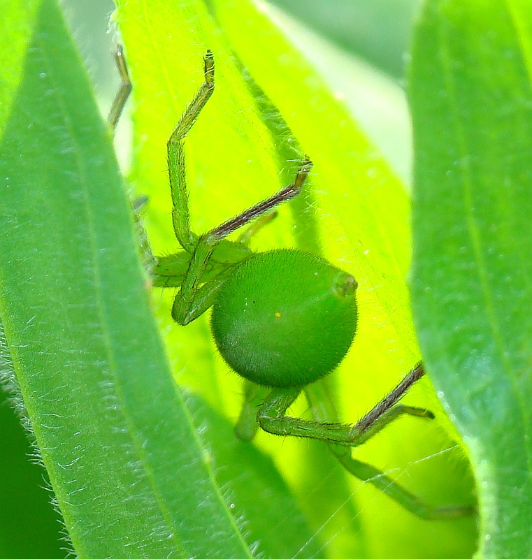 Aranha Verde camuflada // Green Spider (Micrommata ligurina), female