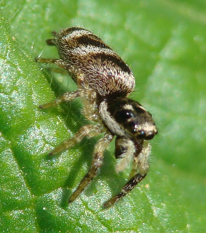 Aranha da famlia Salticidae // Jumping Spider (Salticus mutabilis), female