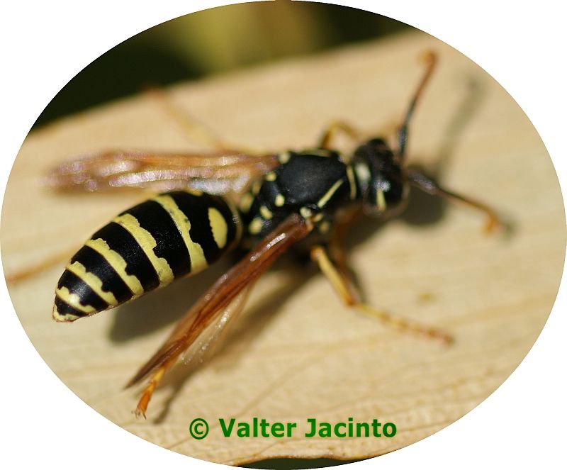 Vespa // Wasp (Polistes nimpha)