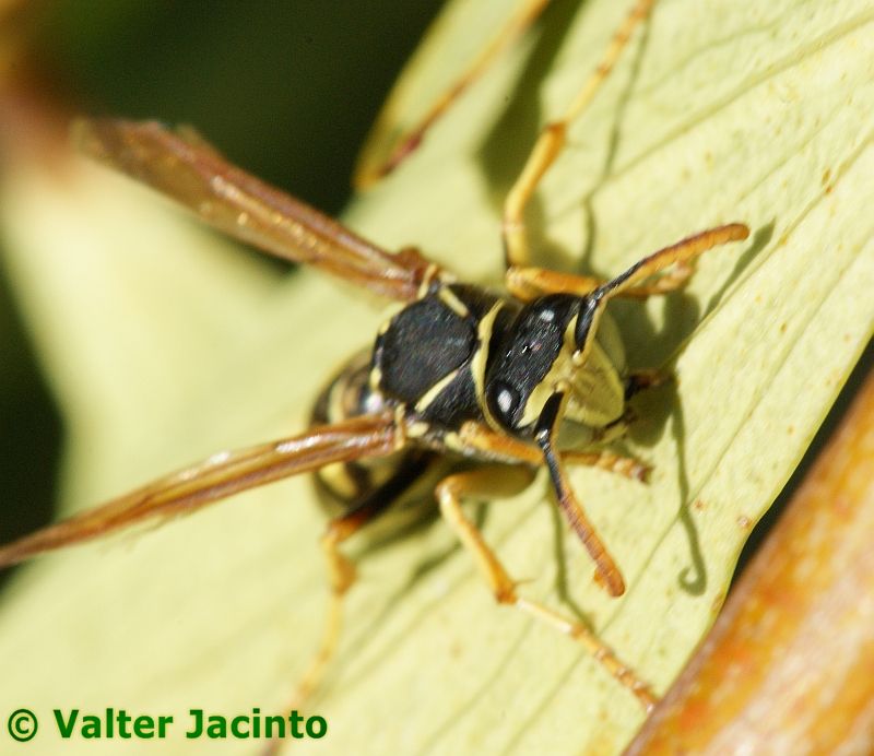 Vespa // Wasp (Polistes nimpha), male