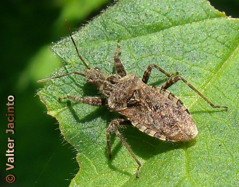 Percevejo // Bug (Coranus sp.)