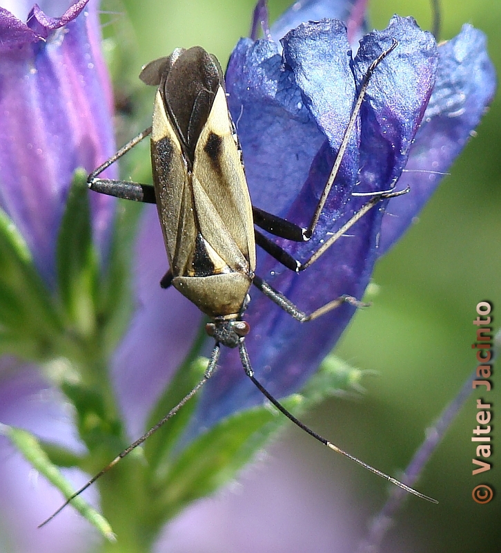 Percevejo // Bug (Calocoris nemoralis forma pallida)