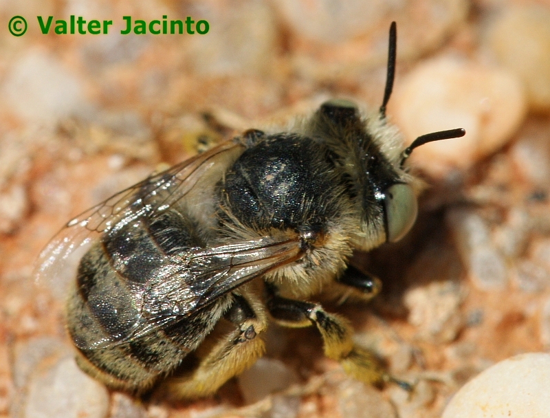 Uma pequena Abelha // a small Bee (Anthophora bimaculata), female