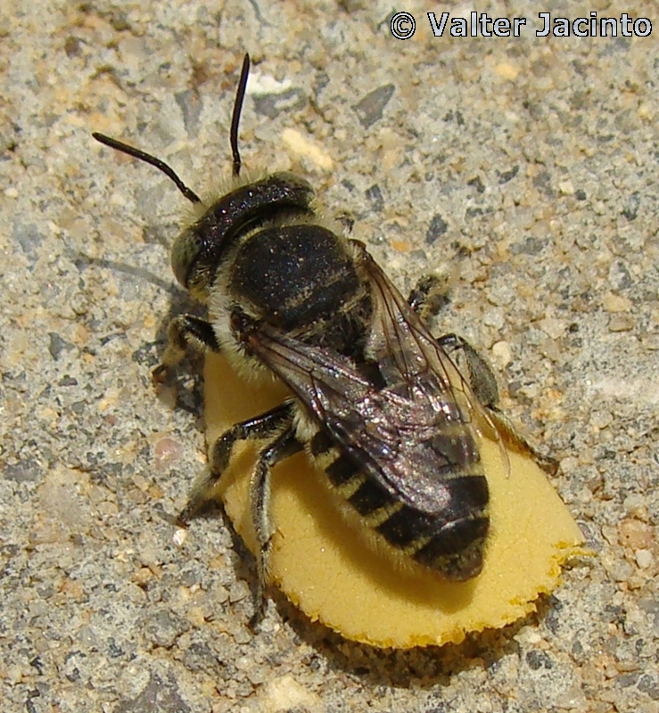 Abelha // Leafcutting Bee (Megachile sp.), female