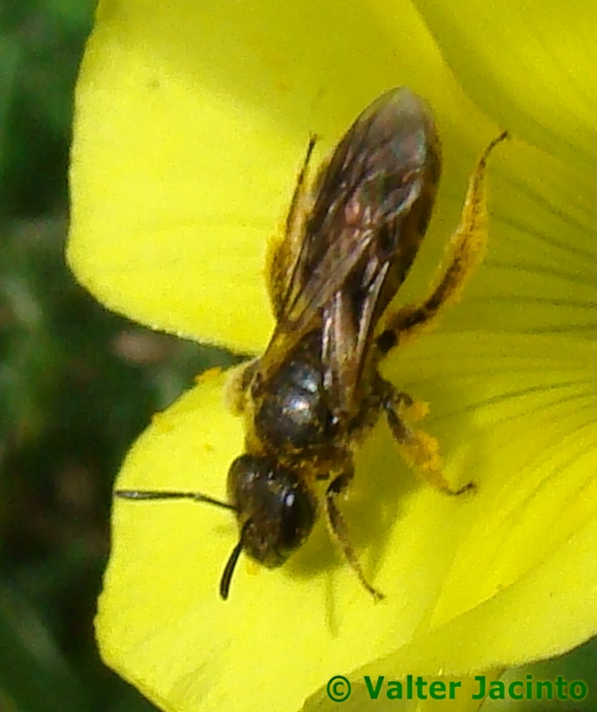 Uma pequena Abelha // Bee (Lasioglossum malachurum)