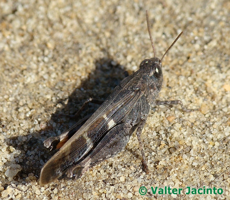 Gafanhoto // Grasshopper (Aiolopus strepens)