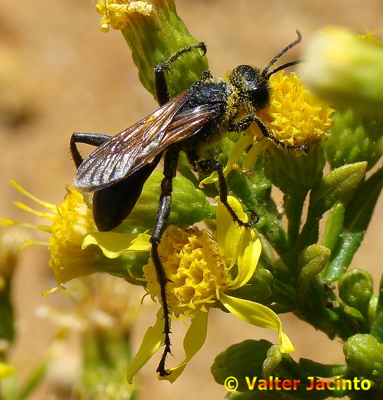 Vespa // Wasp (Prionyx subfuscatus)