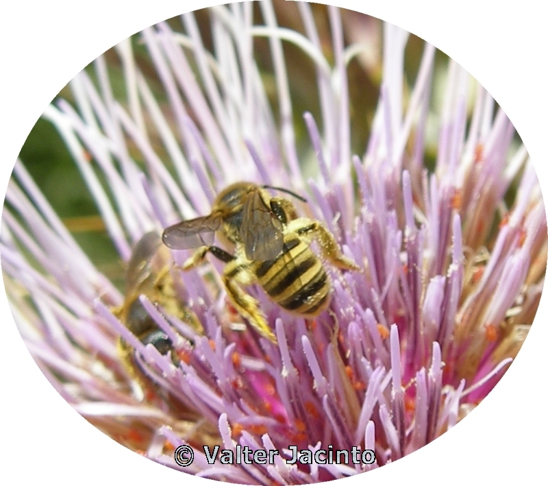 Abelha // Sweat Bee (Halictus scabiosae), female