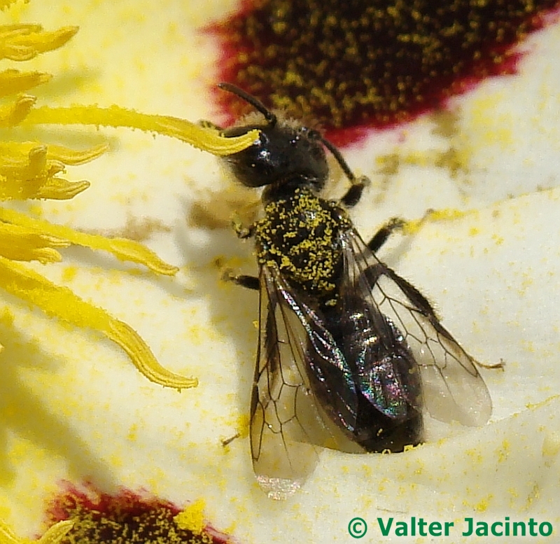 Abelha // Solitary Bee (Panurgus sp.), male