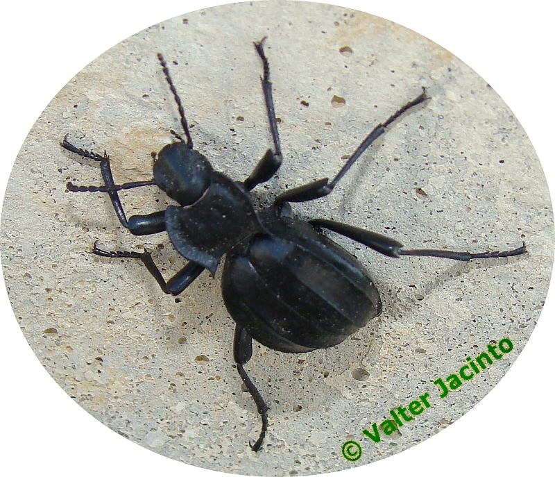 Escaravelho // Beetle (Akis granulifera)