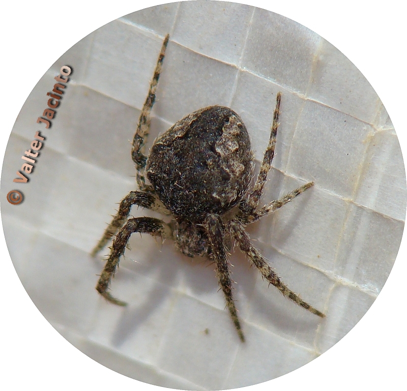 Aranha da famlia Araneidae // Spider