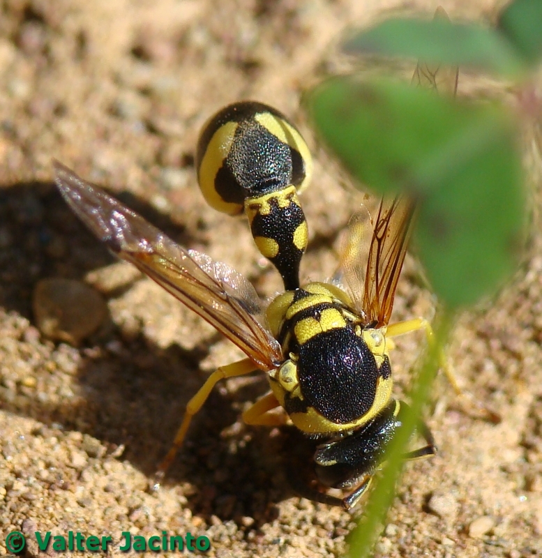 Vespa // Vespoid Wasp (Eumenes dubius)
