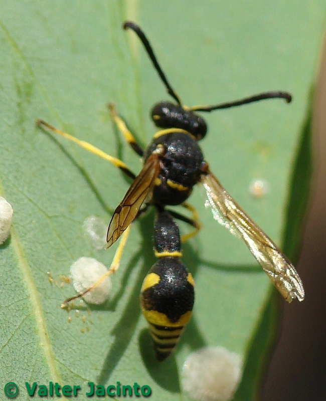 Vespa // Vespoid Wasp (Eumenes papillarius)