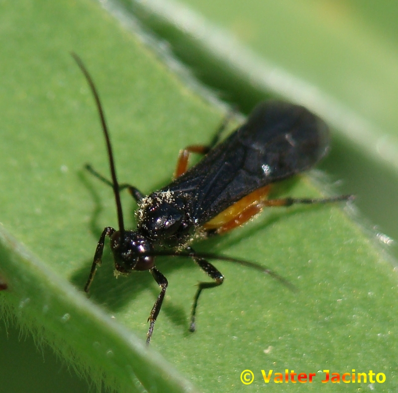 Vespa da famlia Braconidae // Braconid Wasp (Bracon uromelas)