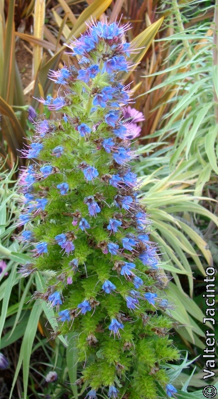 Massaroco  // Pride of Madeira (Echium candicans)