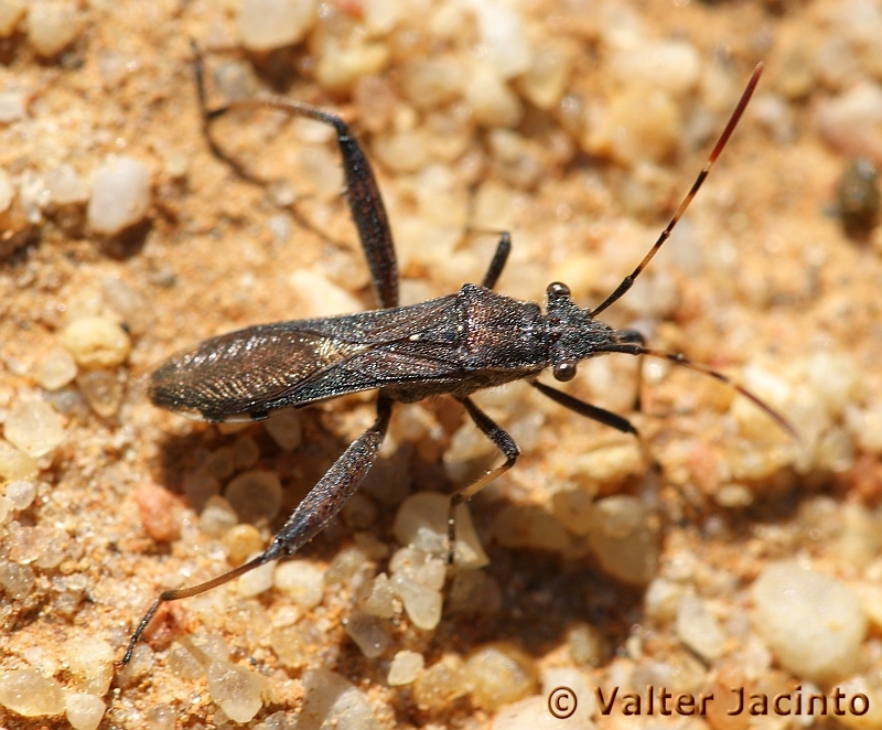 Percevejo // Bug (Camptopus lateralis)