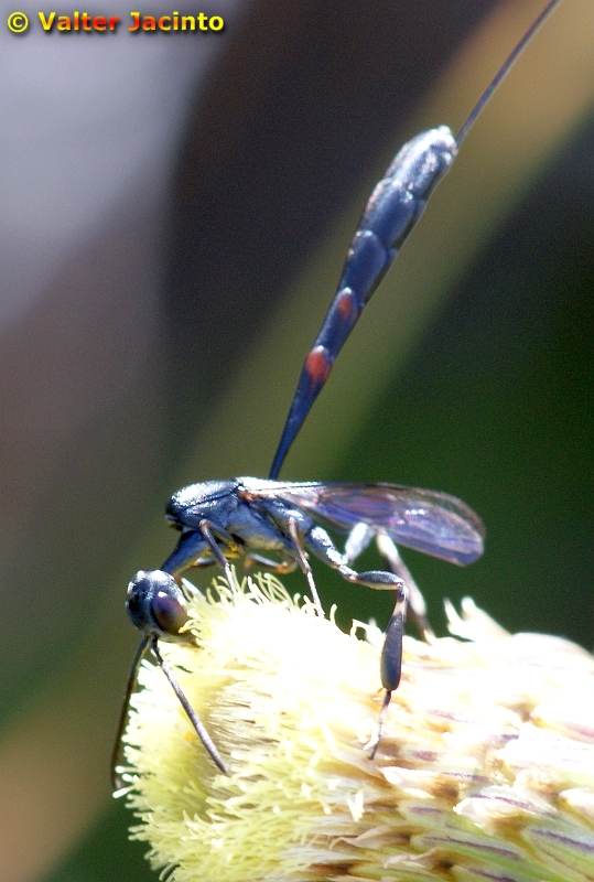 Vespa // Gasteruptiid Wasp (Gasteruption sp.)