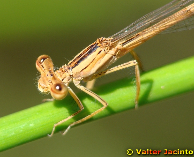 Libelinha // White Featherleg (Platycnemis latipes), female