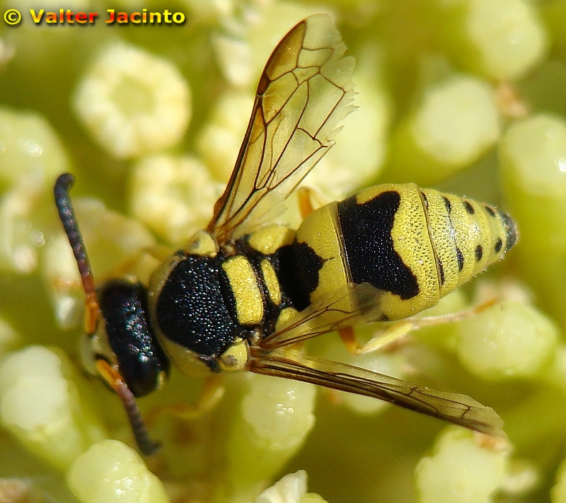 Vespa // Wasp (Euodynerus variegatus)