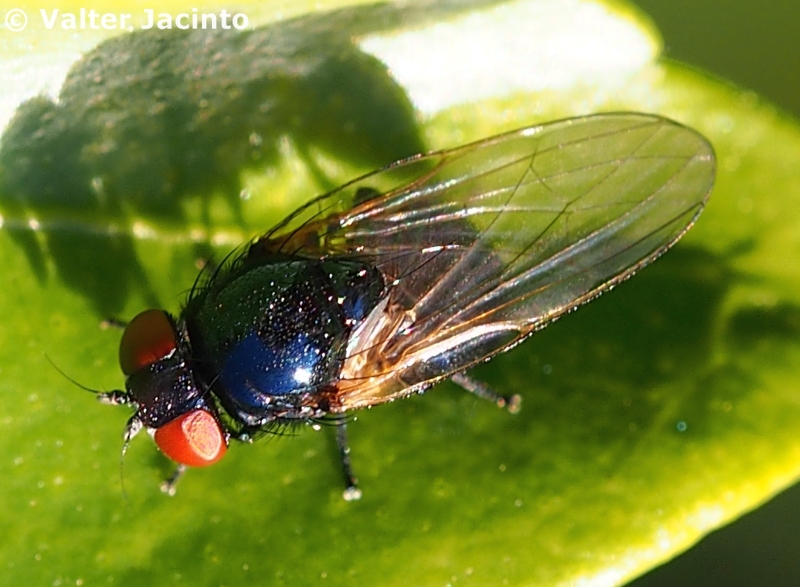 Mosca // Fly (Setisquamalonchaea fumosa)