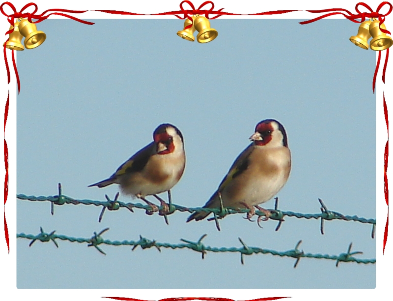 Casal de Pintassilgos, no Natal //\\ A couple of Goldfinches in Christmas