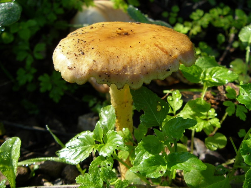 Cogumelo // Mushroom (Pholiota spumosa)