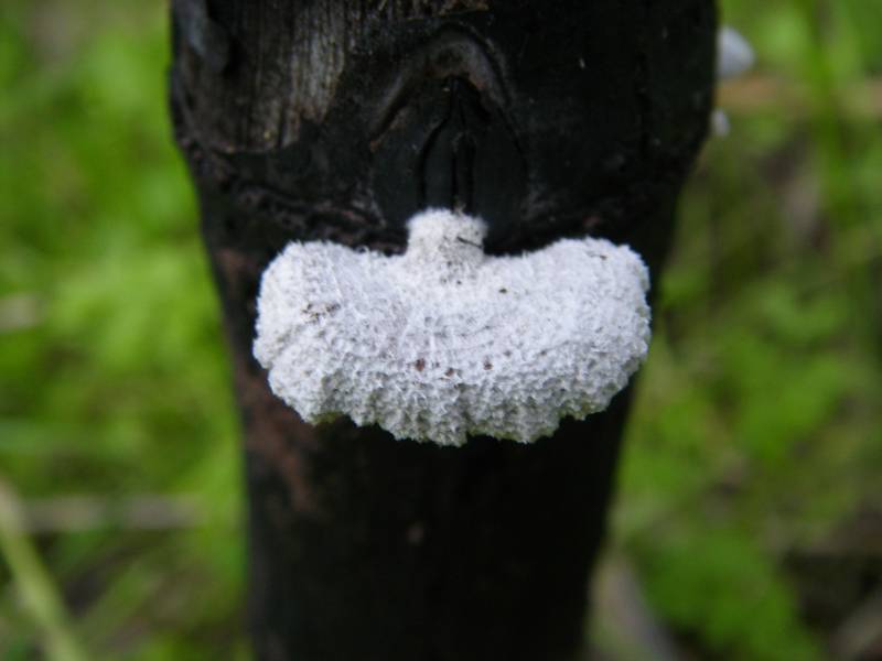 Fungo /|\ Fungi in a Burnt tree (Schizophyllum commune)
