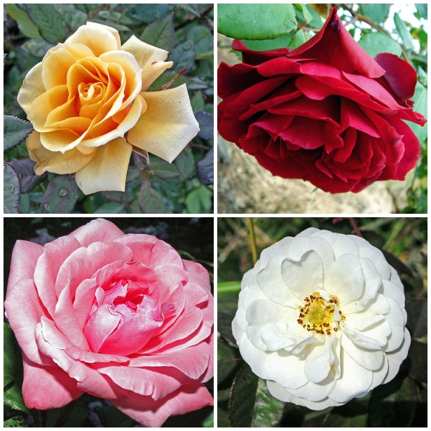 4 Roses, 4 Colors (Rosa sp.)