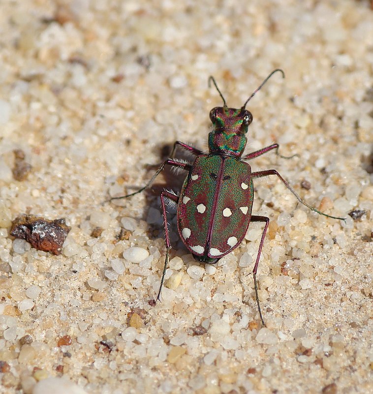 Escaravelho // Beetle (Cicindela maroccana)