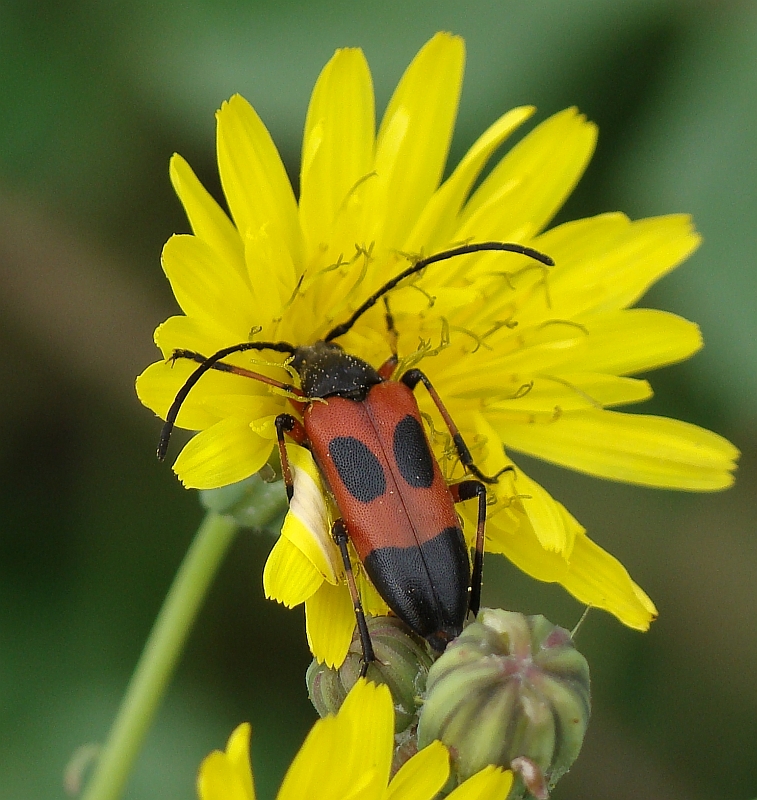 Escaravelho // Beetle (Nustera distigma), female